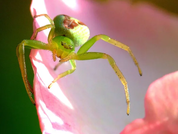 Araña Cangrejo Insectos Vida Silvestre — Foto de Stock