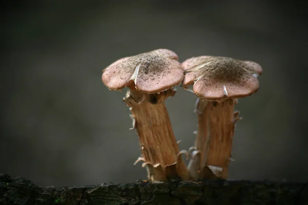 Two Young Honey Mushrooms Tree Stump — Stock Photo, Image