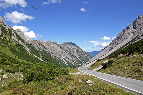 Malerischer Blick Auf Majestätische Mäusebussarde — Stockfoto