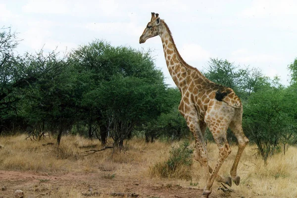 Szenische Ansicht Von Fauna Und Flora Der Savanne — Stockfoto