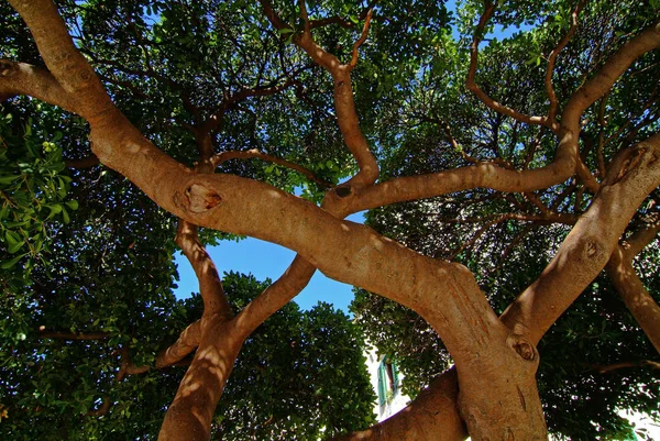 Nature Flora Olive Trees — Stock Photo, Image