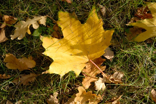 Prachtig Kleurrijk Herfstblad — Stockfoto