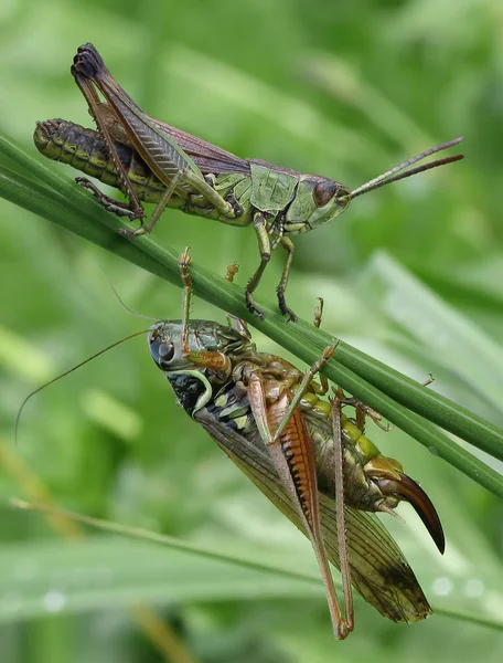 Insecto Saltamontes Insecto Orante Invertebrado — Foto de Stock