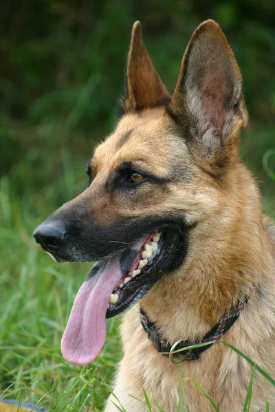 German Shepherd Dog Animal Pet Stock Image
