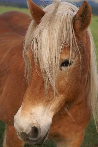 Horses Outdoors Daytime Royalty Free Stock Images