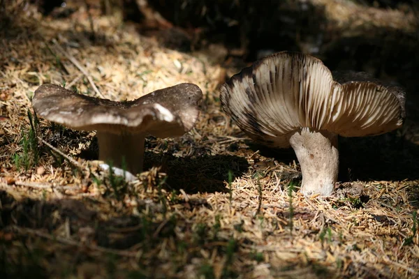 Culture Champignons Dans Forêt Fond Nature — Photo