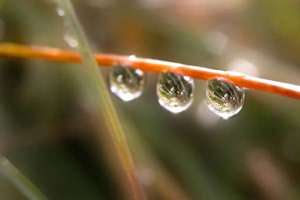 Rocía Gotas Hierba —  Fotos de Stock