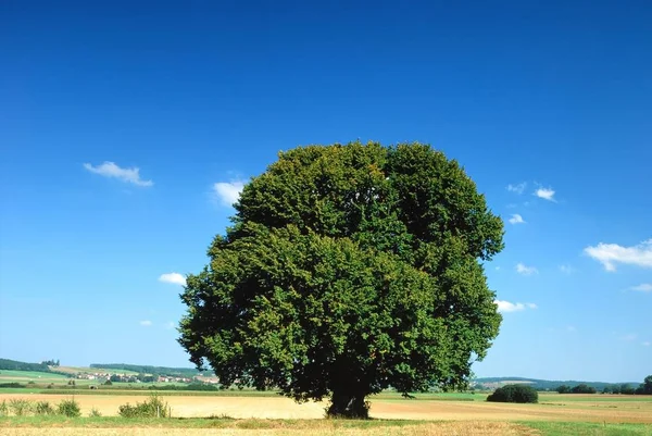 Vista Del Campo Grano Concetto Agricoltura — Foto Stock