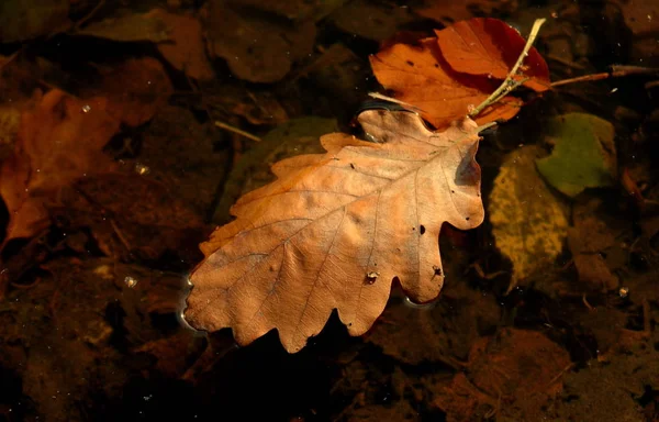 Loofbomen Bloemblaadjes — Stockfoto