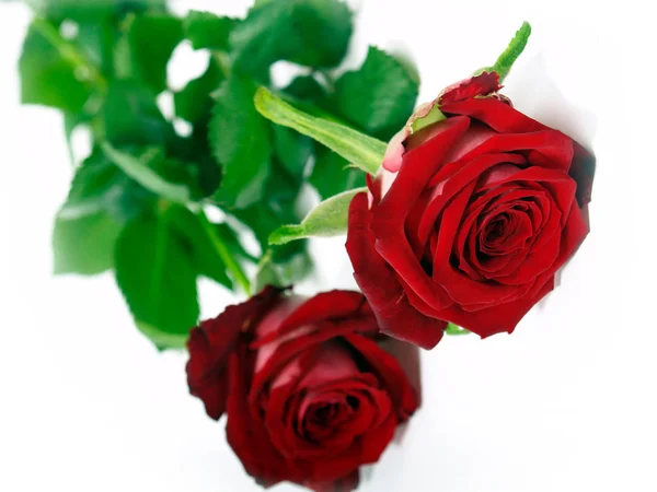 Roses Rouges Pétales Fleurs — Photo