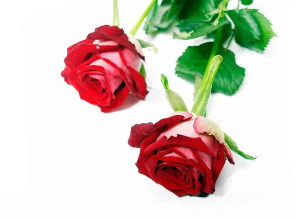 Rote Rosen Blütenblätter — Stockfoto
