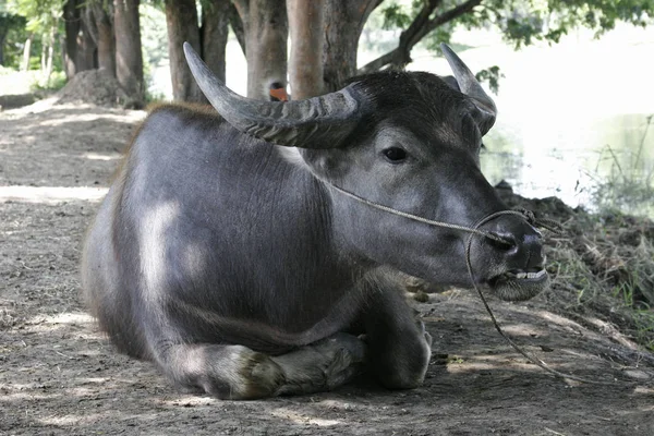 タイの水牛は — ストック写真