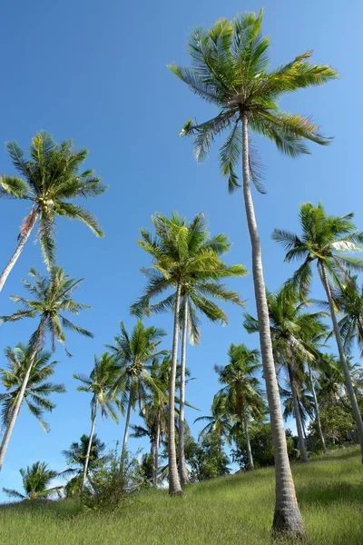 牛头岛上的棕榈树 — 图库照片