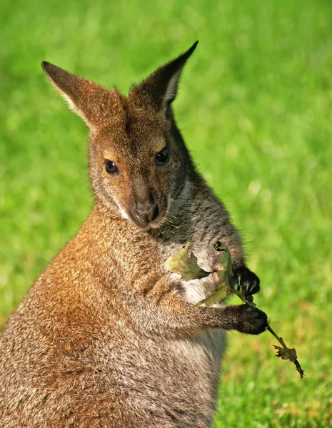 Ormanda Bir Kanguru — Stok fotoğraf