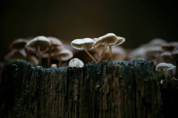 Cultivo Cogumelos Floresta Fundo Natureza — Fotografia de Stock