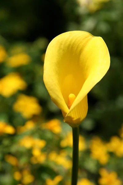 Schöne Blühende Blumen Natur Hintergrund — Stockfoto