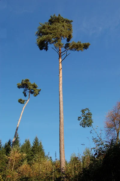 Puede Alguien Decirme Cómo Llama Este Árbol Alemán Gracias — Foto de Stock