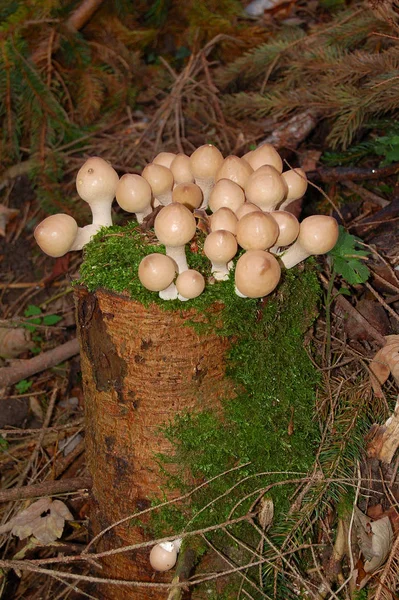 Cogumelos Tronco Árvore — Fotografia de Stock