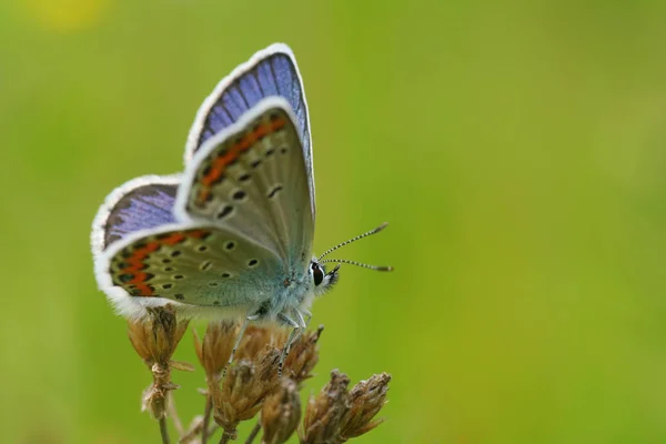 Gros Plan Papillon Dans Habitat Concept Sauvagerie — Photo