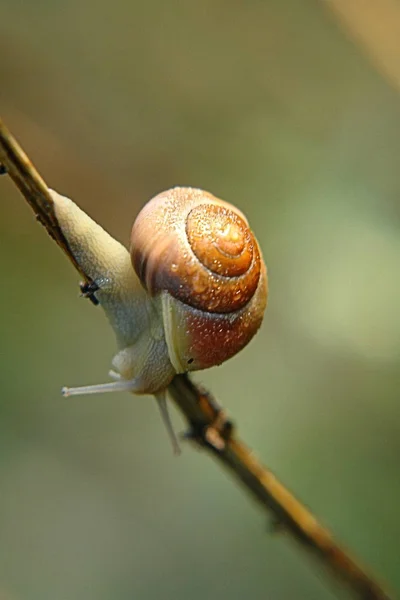 蜗牛壳 无脊椎动物螺旋形 — 图库照片