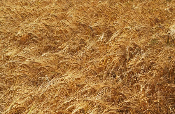 Cereales Agrícolas Campo Cultivo — Foto de Stock