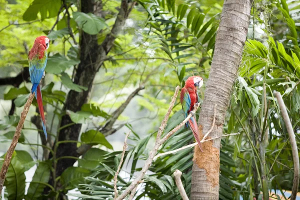 Schilderachtig Uitzicht Prachtige Papegaai Vogel — Stockfoto