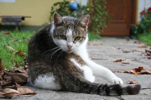 Gatto Campagna Visto Stiria — Foto Stock