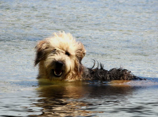 Ritratto Cane Carino — Foto Stock