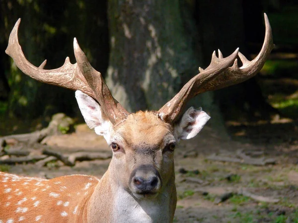 Een Portret Van Een Hert Het Bos — Stockfoto