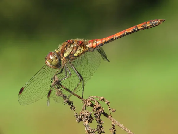 蜻蜓昆虫 植物及动物 — 图库照片