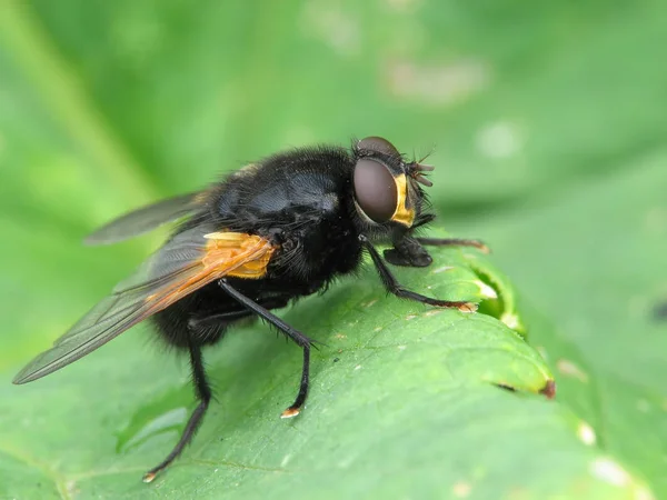 Close Bug Natureza Selvagem — Fotografia de Stock