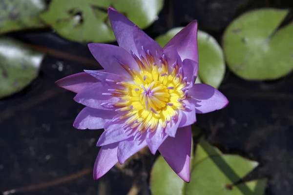 Квітка Водяної Лілії Рослина Лотоса — стокове фото