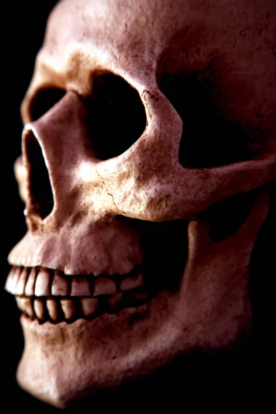 骨格を持つ人間の頭蓋骨は — ストック写真