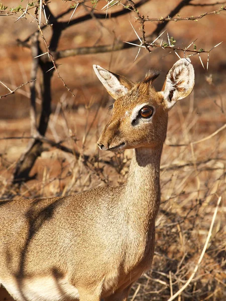 Dikdik Kis Aranyos Szarvas Állat — Stock Fotó