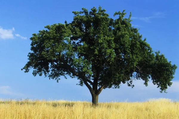 Schöne Aussicht Auf Die Natur — Stockfoto