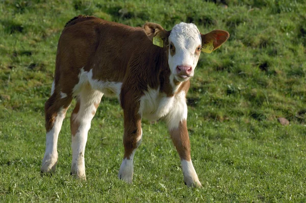 Cows Natural Landscape Selective Focus — Stock Photo, Image