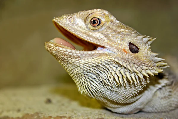 Pogona Vitticeps Lizard Animal — Stock Photo, Image
