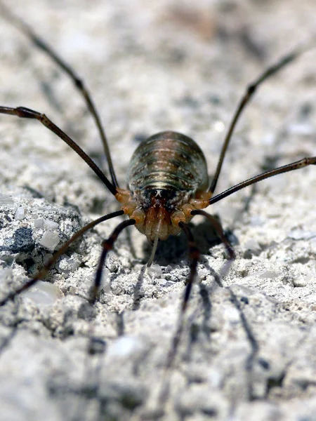 Sklízeči Opilioni Patří Nosičům Čelisti Jsou Řádem Pavouků Arachnida Celém — Stock fotografie