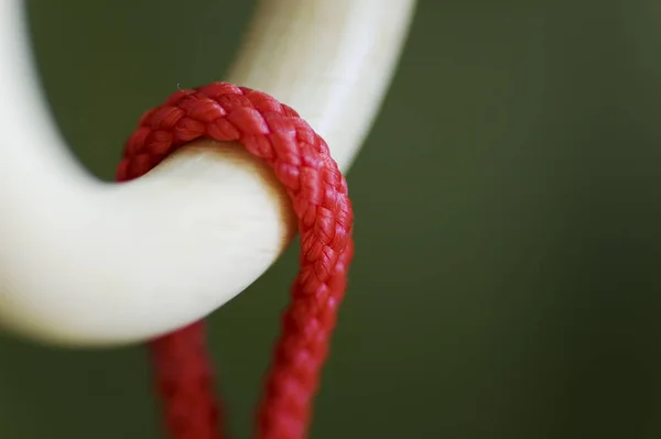 Nahaufnahme Einer Roten Rose — Stockfoto