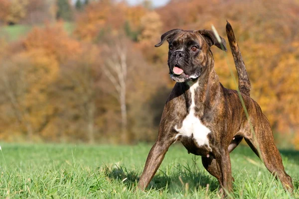 Boxeur Race Femelle Tabby Brun Position Tendue Avant Forêt Automne — Photo