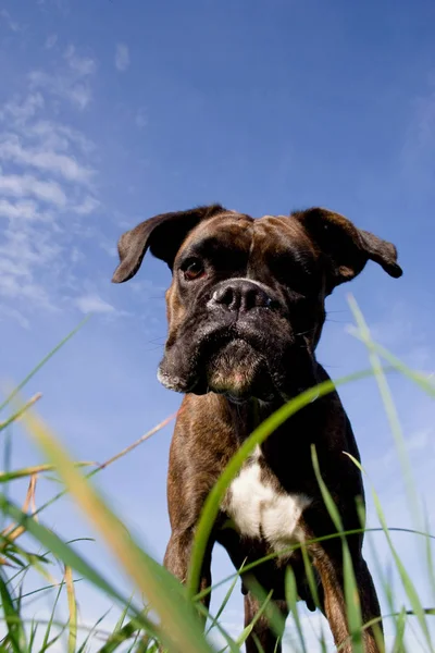 Портрет Милого Собаки — стокове фото