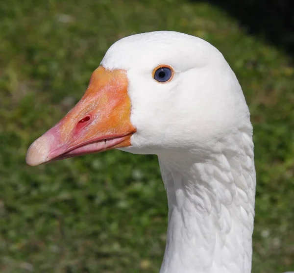 Aussichtsreiche Aussicht Auf Gänsevögel Der Natur — Stockfoto