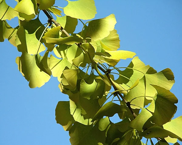 Ginkgo Goethe Tree Maidenhair Tree — 스톡 사진