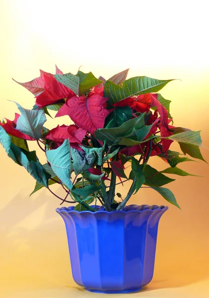 Bożonarodzeniowe Rośliny Poinsettia Flora — Zdjęcie stockowe