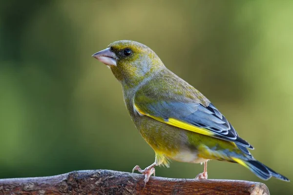 Vue Panoramique Bel Oiseau Nature — Photo