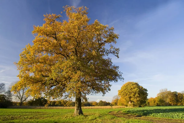 秋の一本樫の木 — ストック写真