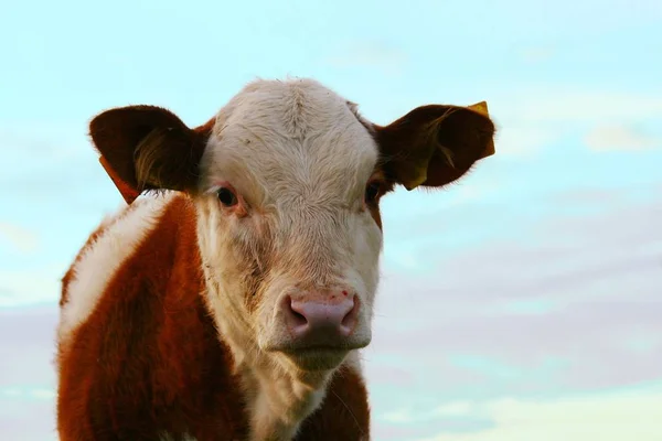 Comme Vous Pouvez Voir Suis Venu Sans Prévenir Sinon Veau — Photo