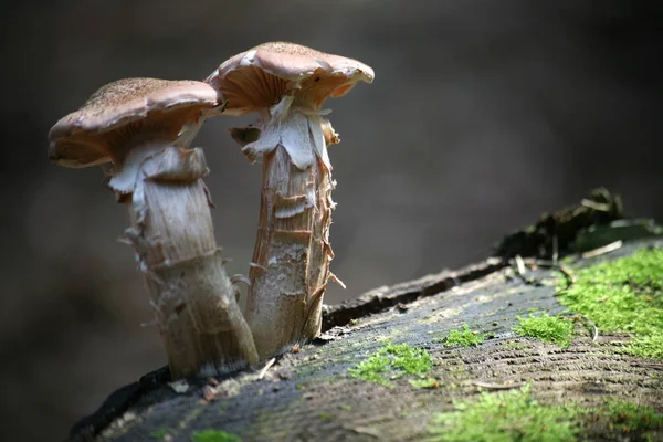 Dvě Mladé Medové Houby Pařezu Stromu — Stock fotografie