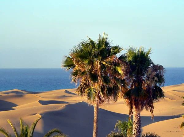 Scenic View Dunes Selective Focus — Stock Photo, Image