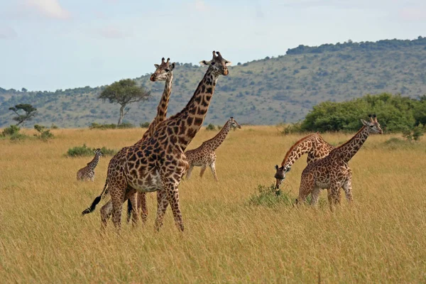 Girafe Brune Faune Faune Flore Sauvages — Photo